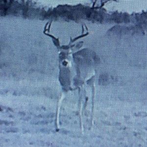 Meet your Posher, Bo